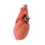 3D Herz Modell mit distale Trachea, Carina tracheae und Prim&auml;rbronchien