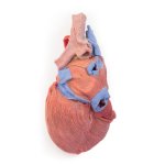 3D Herz Modell mit distale Trachea, Carina tracheae und Prim&auml;rbronchien