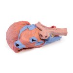 3D Heart model with distal trachea, carina and primary bronchi