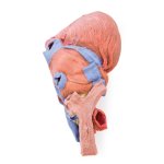 3D Heart model with distal trachea, carina and primary bronchi