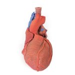 3D Heart model with distal trachea, carina and primary bronchi