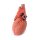 3D Heart model with distal trachea, carina and primary bronchi