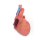 3D Heart model with distal trachea, carina and primary bronchi