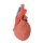 3D Heart model with distal trachea, carina and primary bronchi