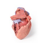3D Heart model - internal structures