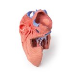 3D Heart model - internal structures