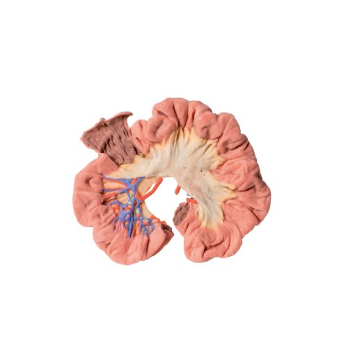 3D Darm Modell - Teil des Ileums