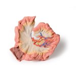 3D Darm Modell - Teil des Ileums