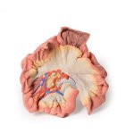 3D Darm Modell - Teil des Ileums