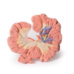 3D Darm Modell - Teil des Ileums