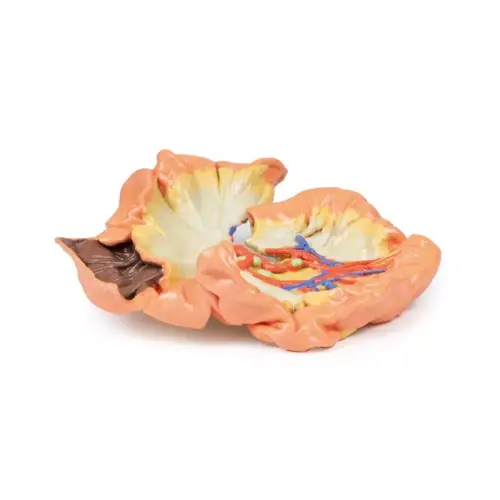 3D Bowel model - portion of jejenum