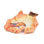 3D Bowel model - portion of jejenum