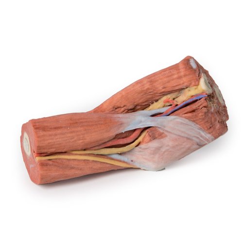 3D Fossa cubitalis Modell - Muskeln, große Nerven und Arteria brachialis
