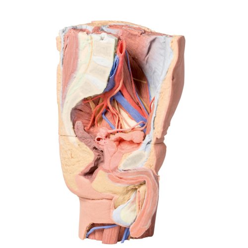 3D Pelvis and proximal thigh model, male, left