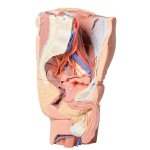 3D Pelvis and proximal thigh model, male, left