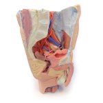 3D Pelvis and proximal thigh model, male, left