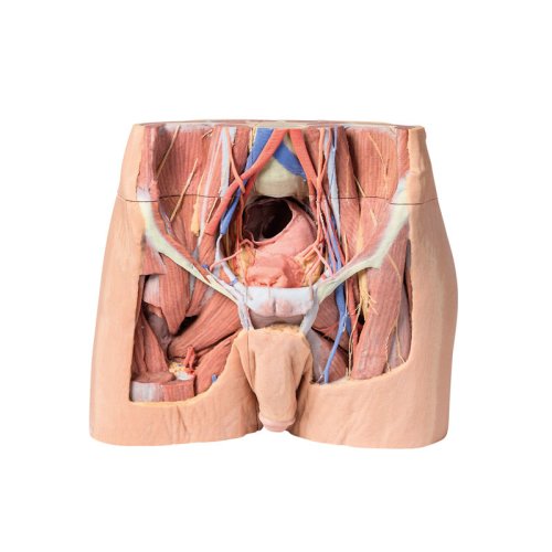 3D Becken Modell, männlich