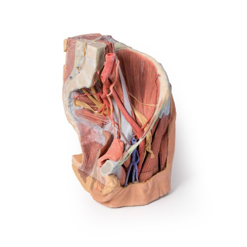 3D Pelvis and proximal thigh model, female, left
