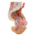 3D Pelvis and proximal thigh model, female, left