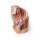 3D Pelvis and proximal thigh model, female, left