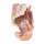 3D Pelvis and proximal thigh model, female, left