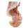 3D Pelvis and proximal thigh model, female, left