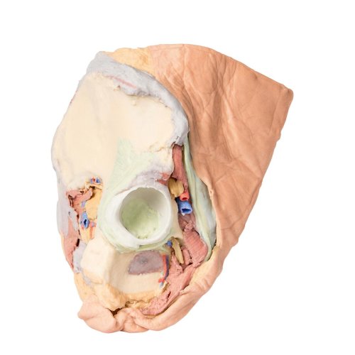 3D Pelvis model, female, right - superficial and deep structures