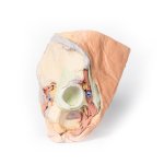 3D Pelvis model, female, right - superficial and deep structures