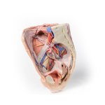 3D Pelvis model, female, right - superficial and deep structures