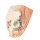 3D Pelvis model, female, right - superficial and deep structures