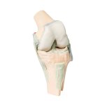 3D Knee joint model, flexed