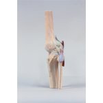 3D Knee joint model, extended