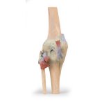 3D Knee joint model, extended