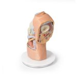 3D Knee joint model, flexed - deep dissection
