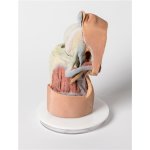 3D Knee joint model, flexed - deep dissection