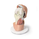 3D Knee joint model, flexed - deep dissection