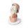 3D Knee joint model, flexed - deep dissection