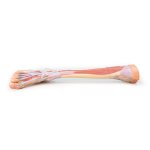 3D Lower leg model - deep dissection
