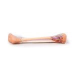 3D Lower leg model - deep dissection