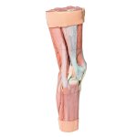 3D Leg musculature model