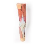 3D Leg musculature model