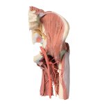 3D Pelvis and thigh model, left - deep dissection