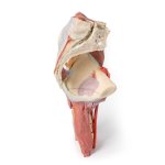 3D Becken und Oberschenkel Modell, links - tiefe Präparation