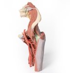 3D Pelvis and thigh model, left - deep dissection