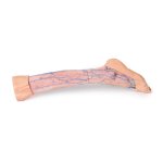 3D Lower leg superficial veins model