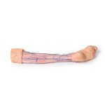 3D Lower leg superficial veins model