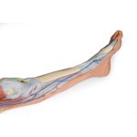 3D Leg model - superficial dissection