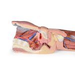 3D Leg model - superficial dissection