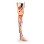3D Leg model with male left pelvis - superficial dissection