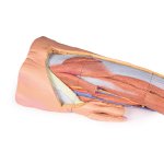 3D Bein Modell mit männlichem Becken, links - oberflächliche Präparation